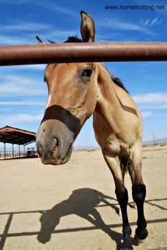 Foal at KOLI Equestrian Center, Arizona
