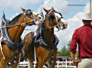 hitch-horse-judging
