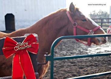 whr-horse-with-ribbon