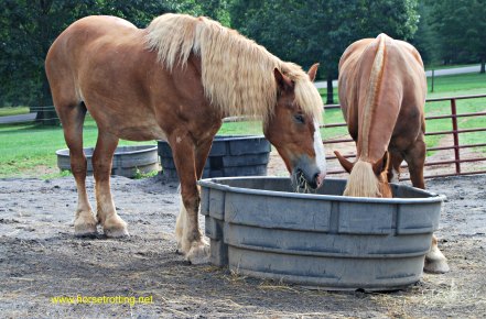 Riding at the Biltmore Estates horsetrotting.net