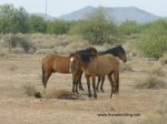 Arizona Wild Horses