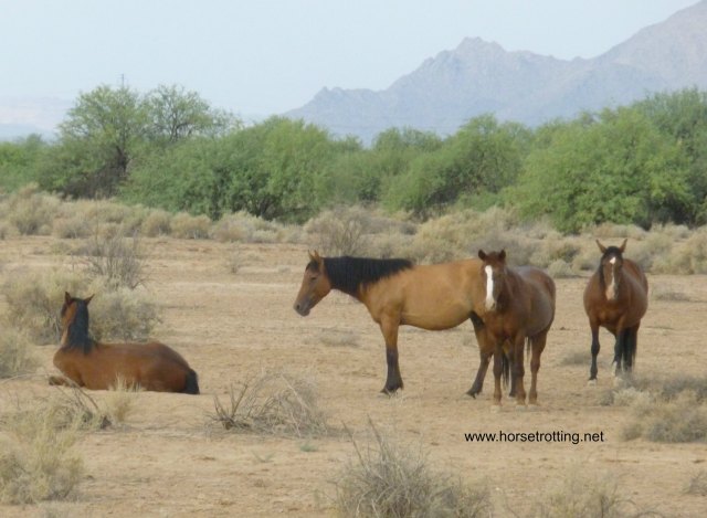 Arizona Wild Horses
