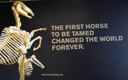 International Horse Museum