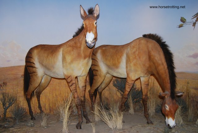 International Horse Museum, Lexington, Kentucky