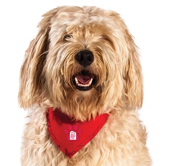 Red Roof Dog www.horsetrotting.net