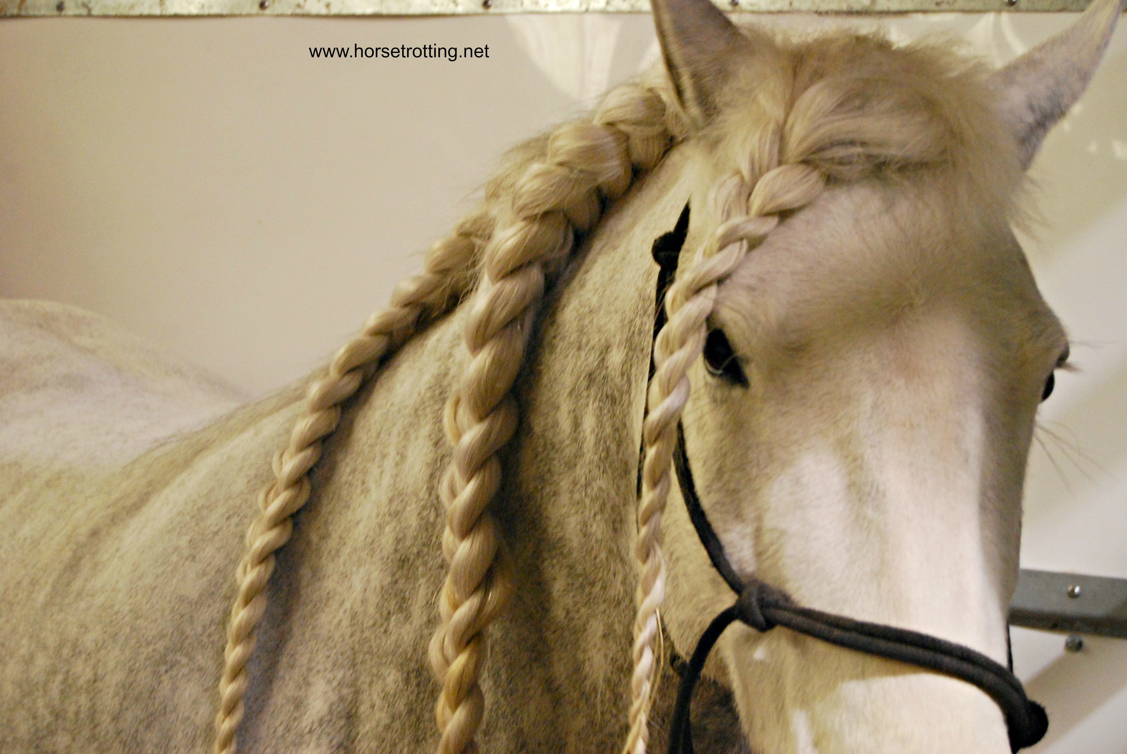 A Gypsy Vanner at the Can-Am All Breeds Equine Expo 2017