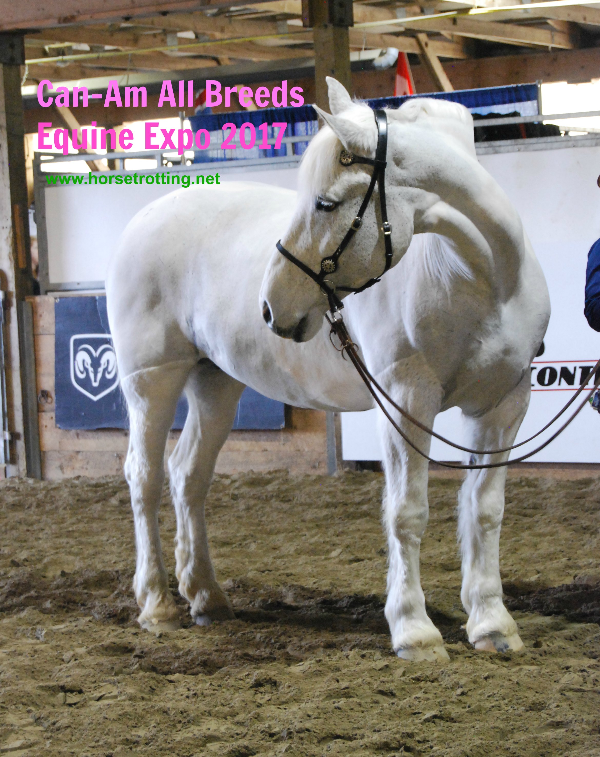 Can-Am All Breeds Equine Expo 2017 horse
