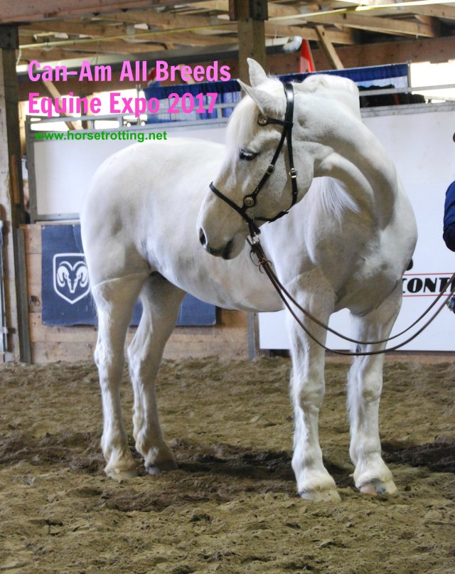 Can-Am All Breeds Equine Expo 2017 horse