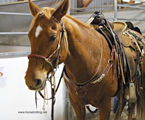 Horse at Can-Am All Breeds Equine Expo