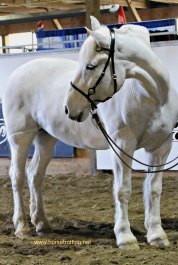 Horse at Can Am All Breeds Equine Expo 2017