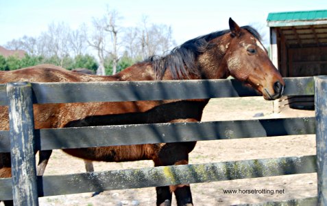 Old Friends Popcorn Deelites (played Seabiscuit)