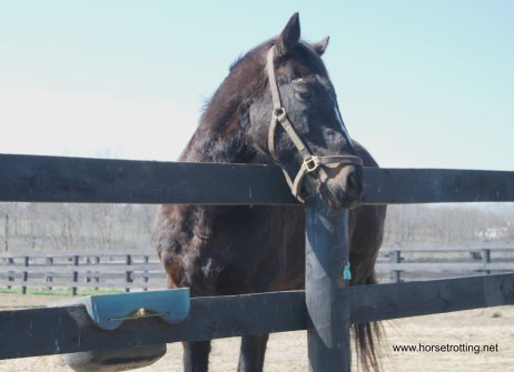 Old Friends war emblem