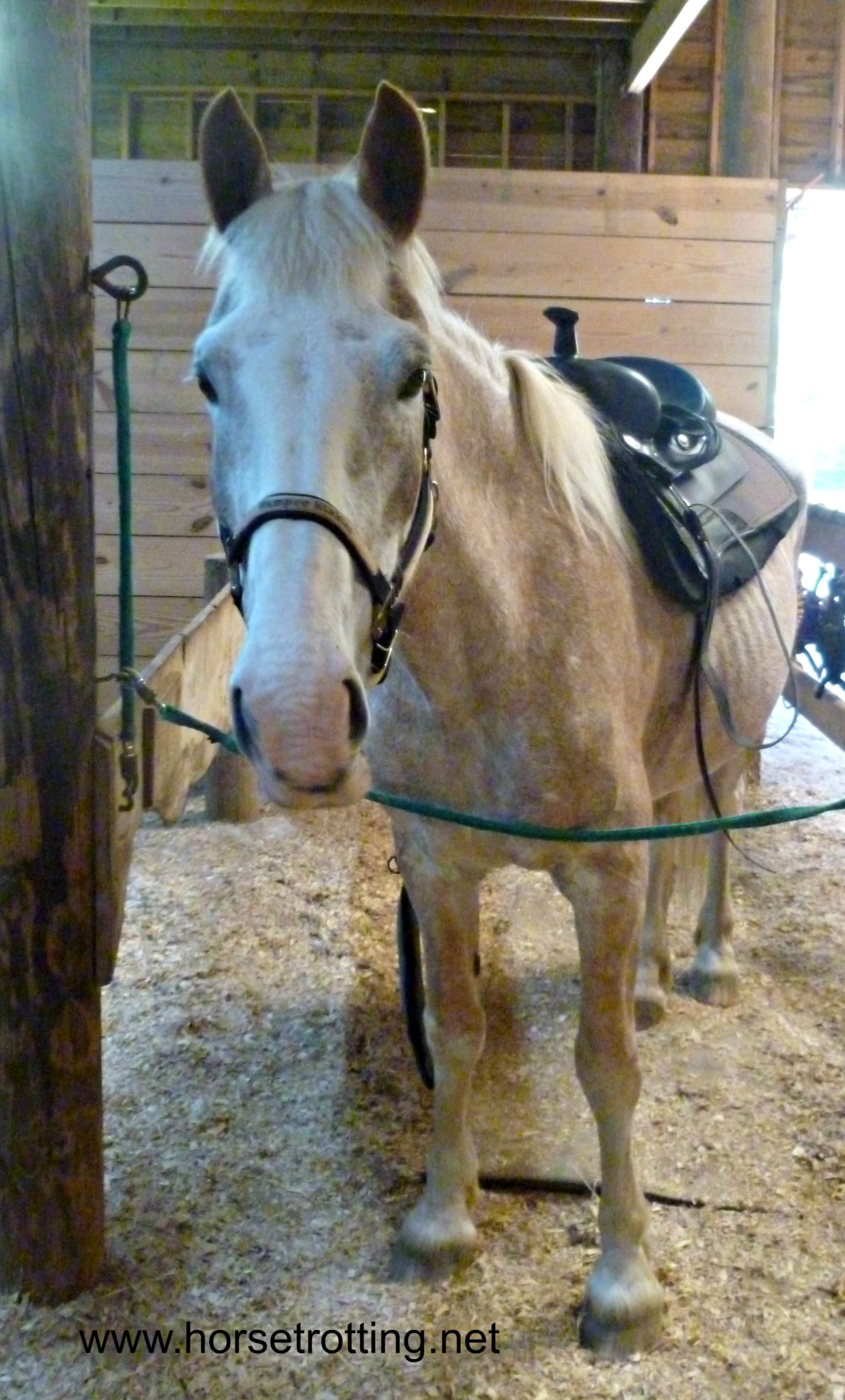Sadie at Wampee Stables, North Myrtle Beach