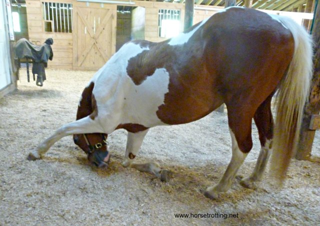 Winston bowing at Wampee Stables, North Myrtle Beach