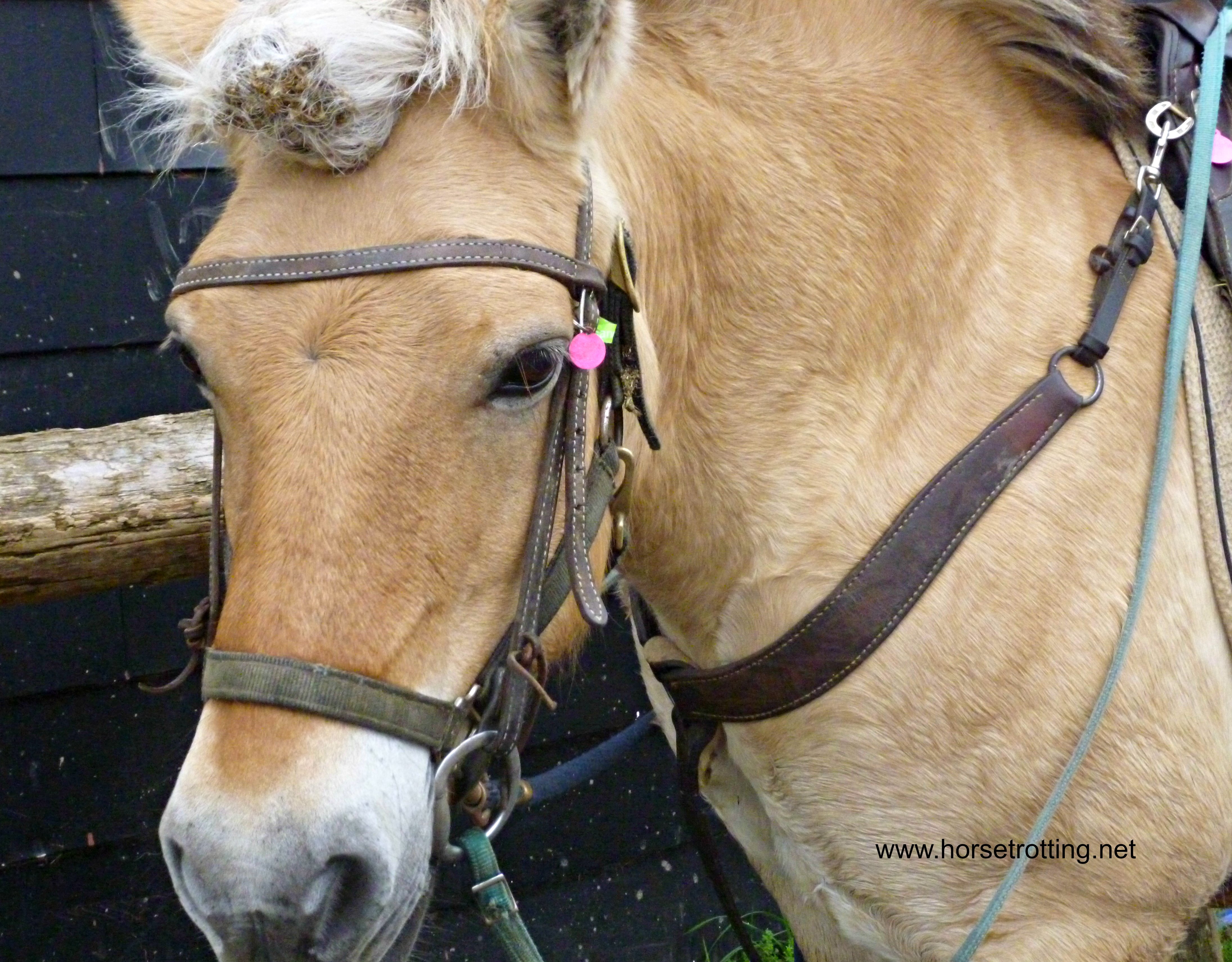 Horse at Conestoga River Horse Adventures, Waterloo, Ontario