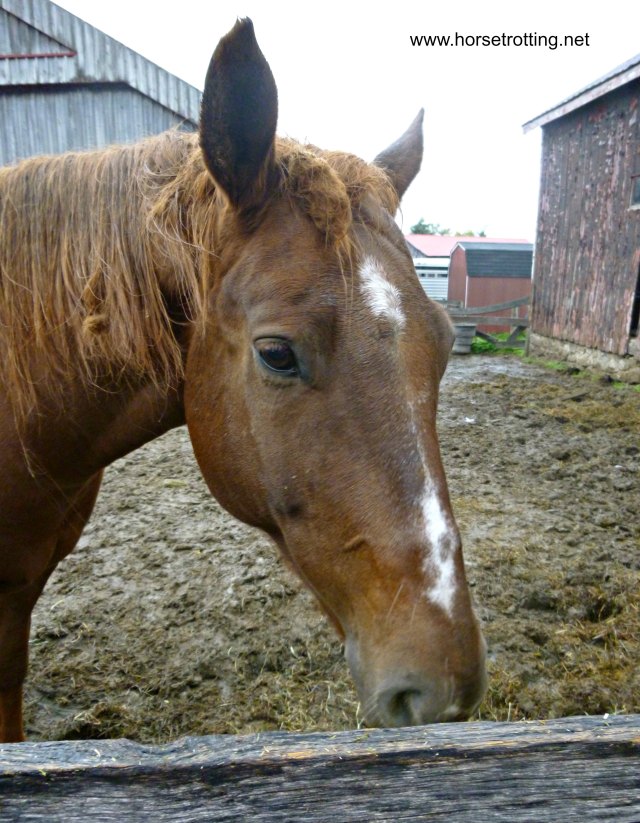 Horse at Conestoga River Horse Adventures, Waterloo, Ontario
