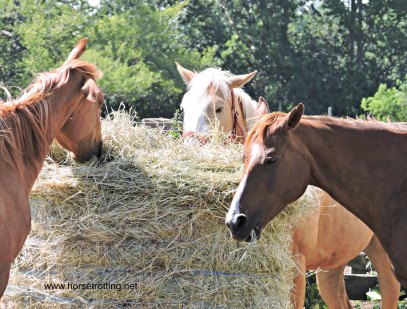 Whispering Hearts Horse Rescue