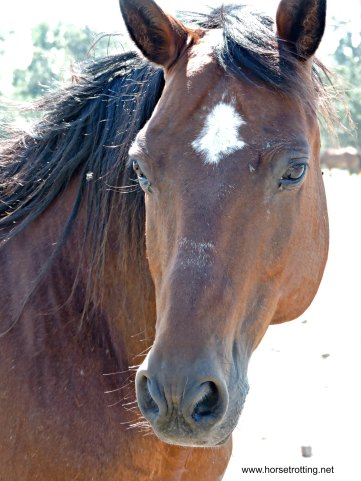 Whispering Hearts Horse Rescue