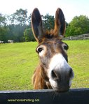 Donkey at Dog Tales Dog Rescue and Horse Sanctuary