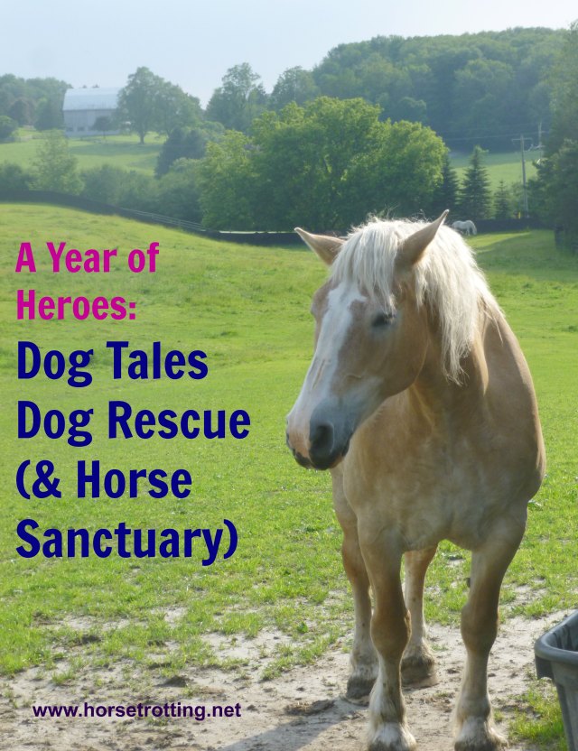 Horse at Dog Tales Dog Rescue and Horse Sanctuary