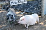 Potbellied pigs at Ralphy's Resort Animal Sanctuary
