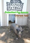 Potbellied pig at Ralphy's Resort Animal Sanctuary