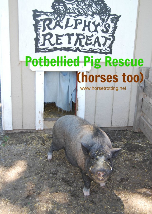Potbellied pig at Ralphy's Resort Animal Sanctuary