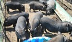 Potbellied pigs at Ralphy's Resort Animal Sanctuary