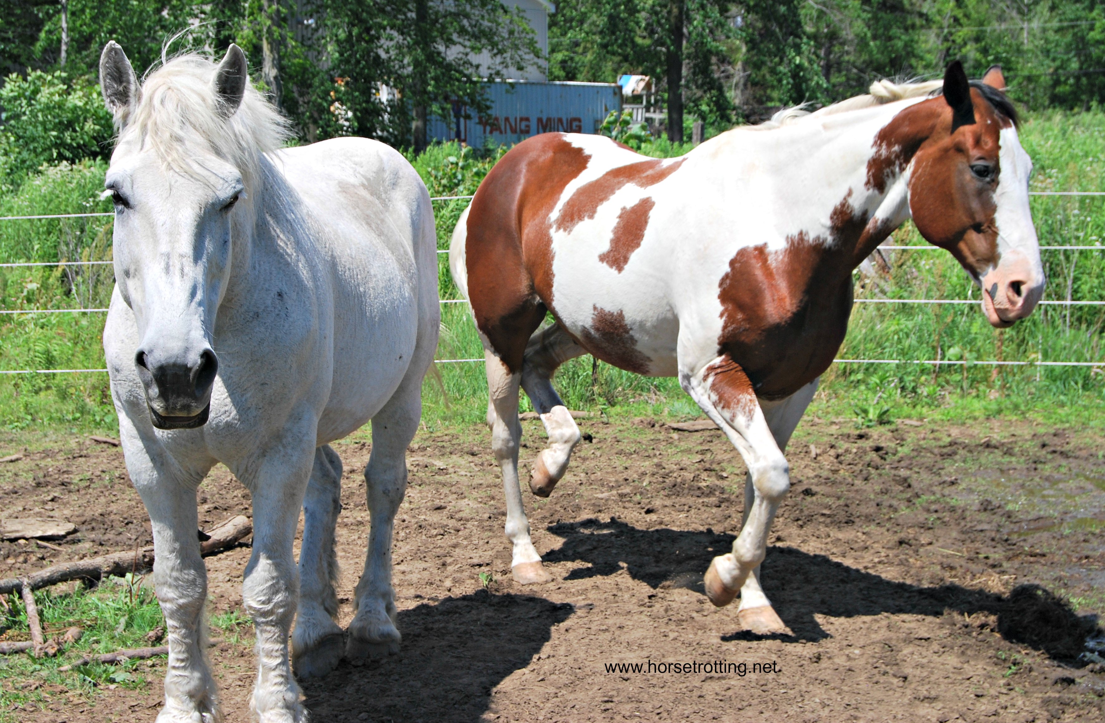 Horses at Ralphy's Resort Animal Sanctuary
