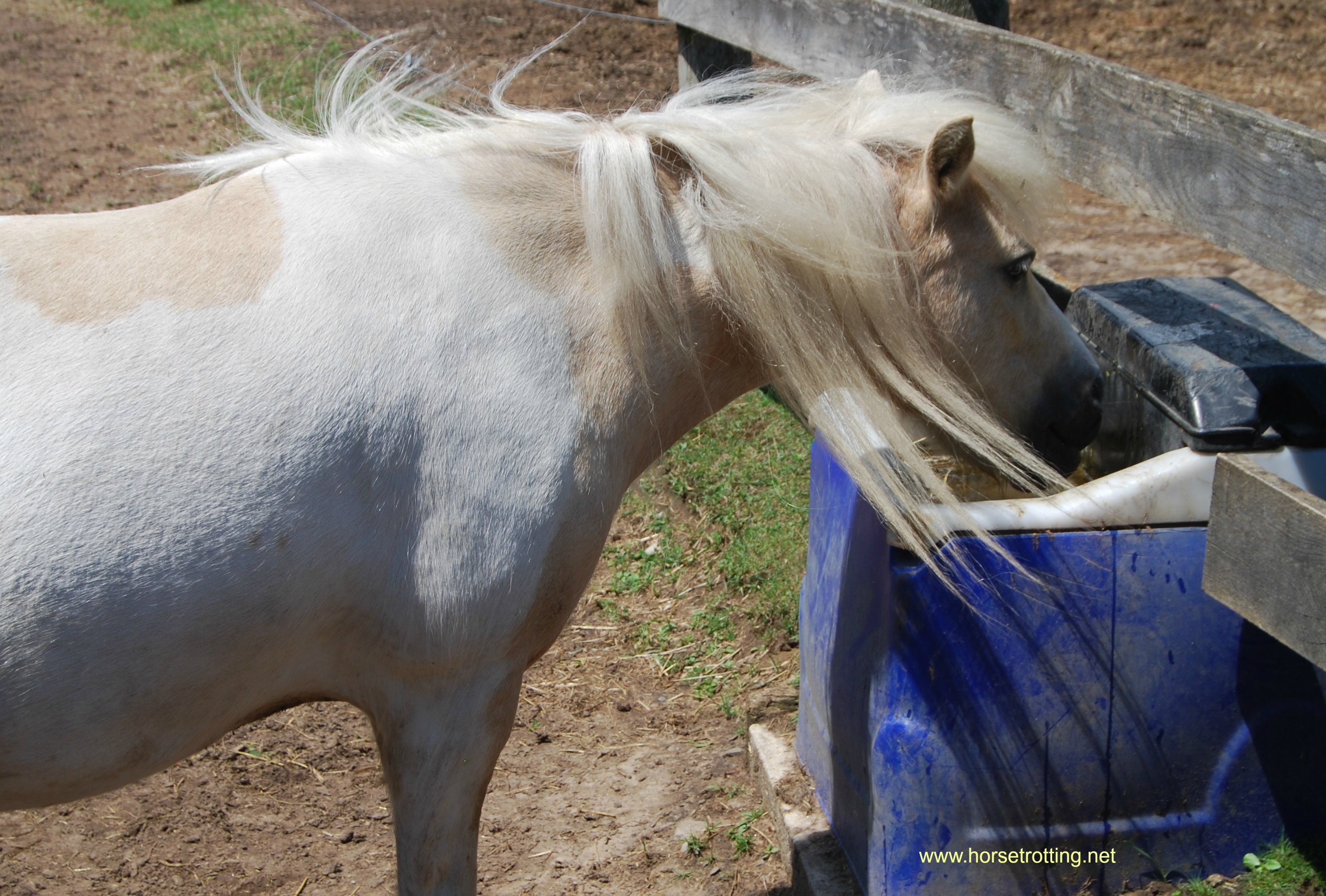 Horse at Ralphy's Resort Animal Sanctuary