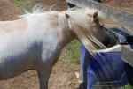 Horse at Ralphy's Resort Animal Sanctuary