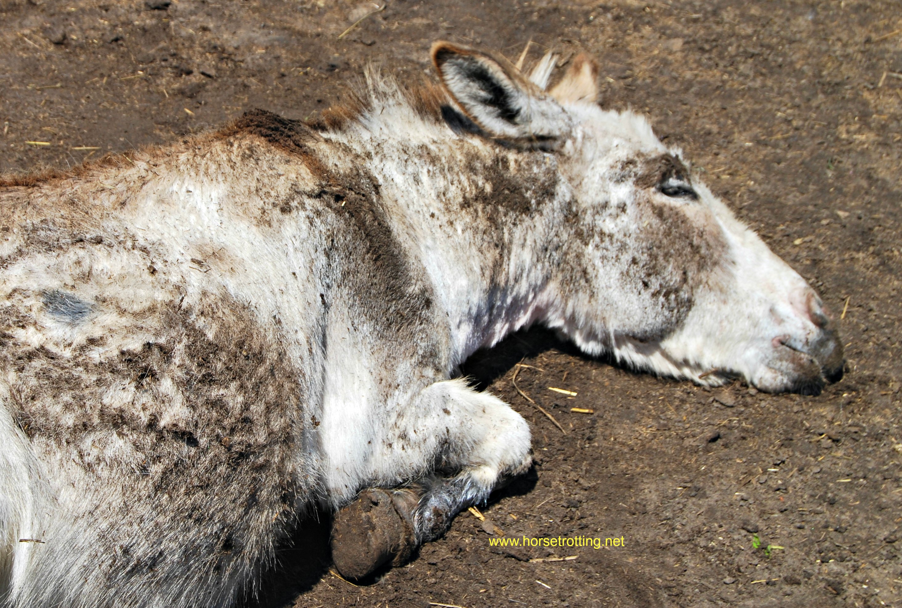 Radar the donkey taking a rest at Ralphy's Resort Animal Sanctuary