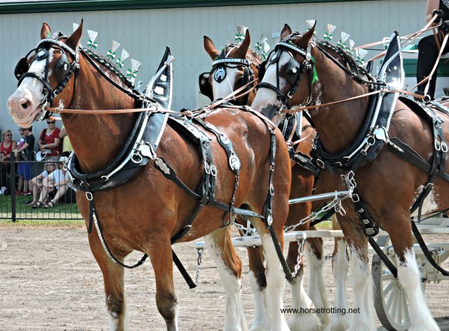 Binbrook Fall Fair Heavy Horse Hitching Class 2017