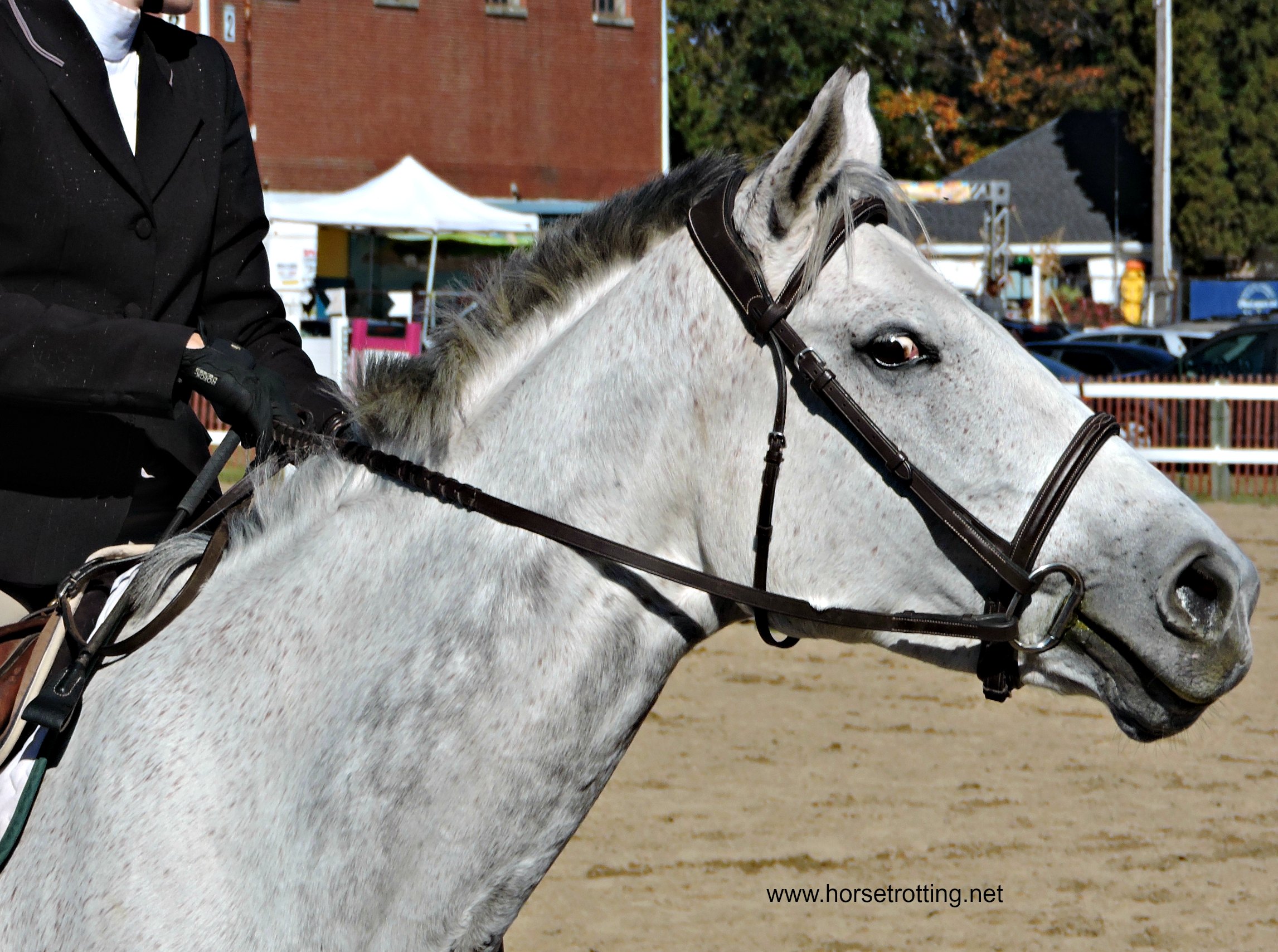Horse jumping competition at the Norfolk County Fair, Simcoe, Ontario