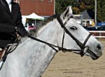 Horse jumping competition at the Norfolk County Fair, Simcoe, Ontario