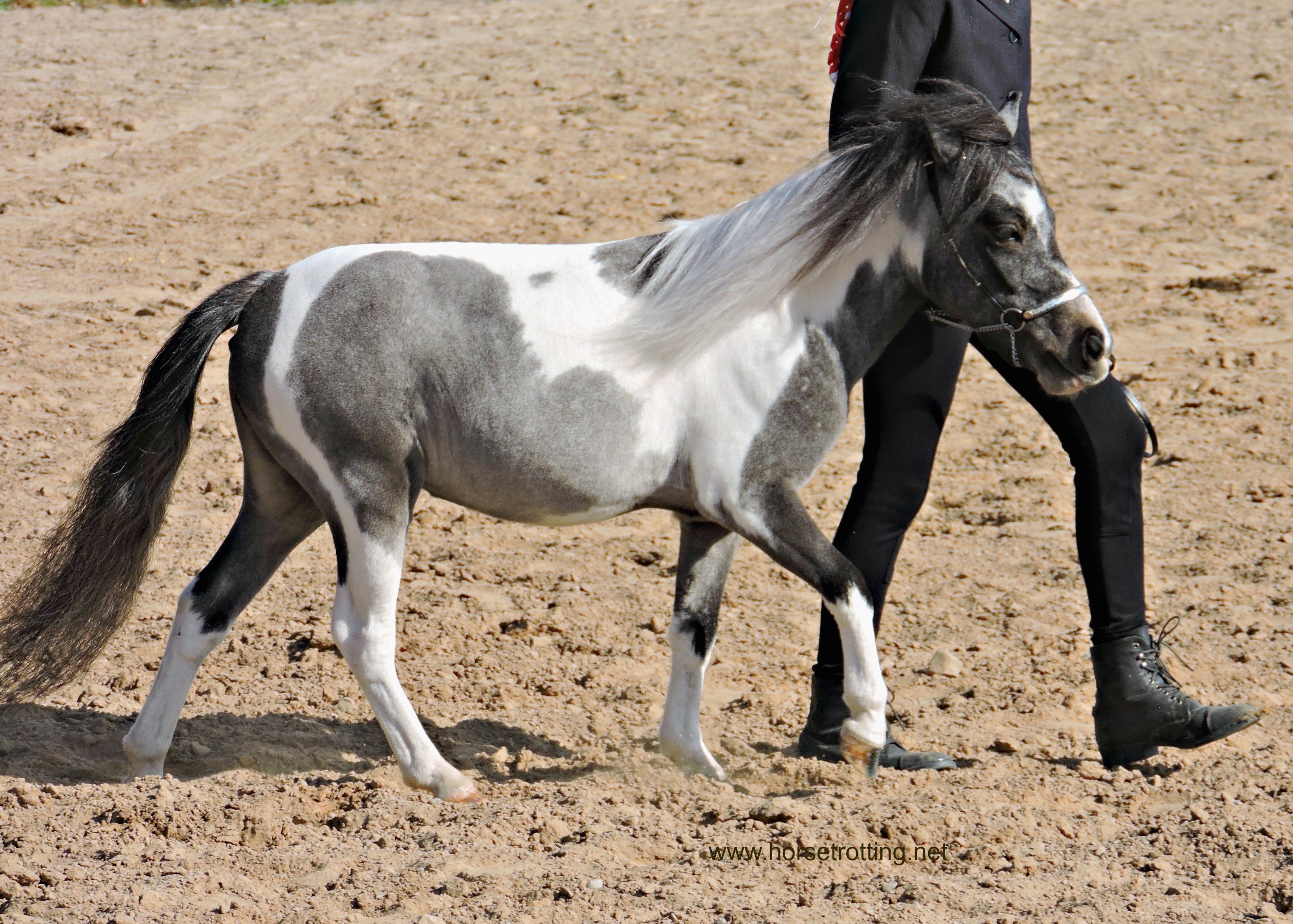 Miniature Horse competition at the Rockton World's Fair, Rockton, Ontario