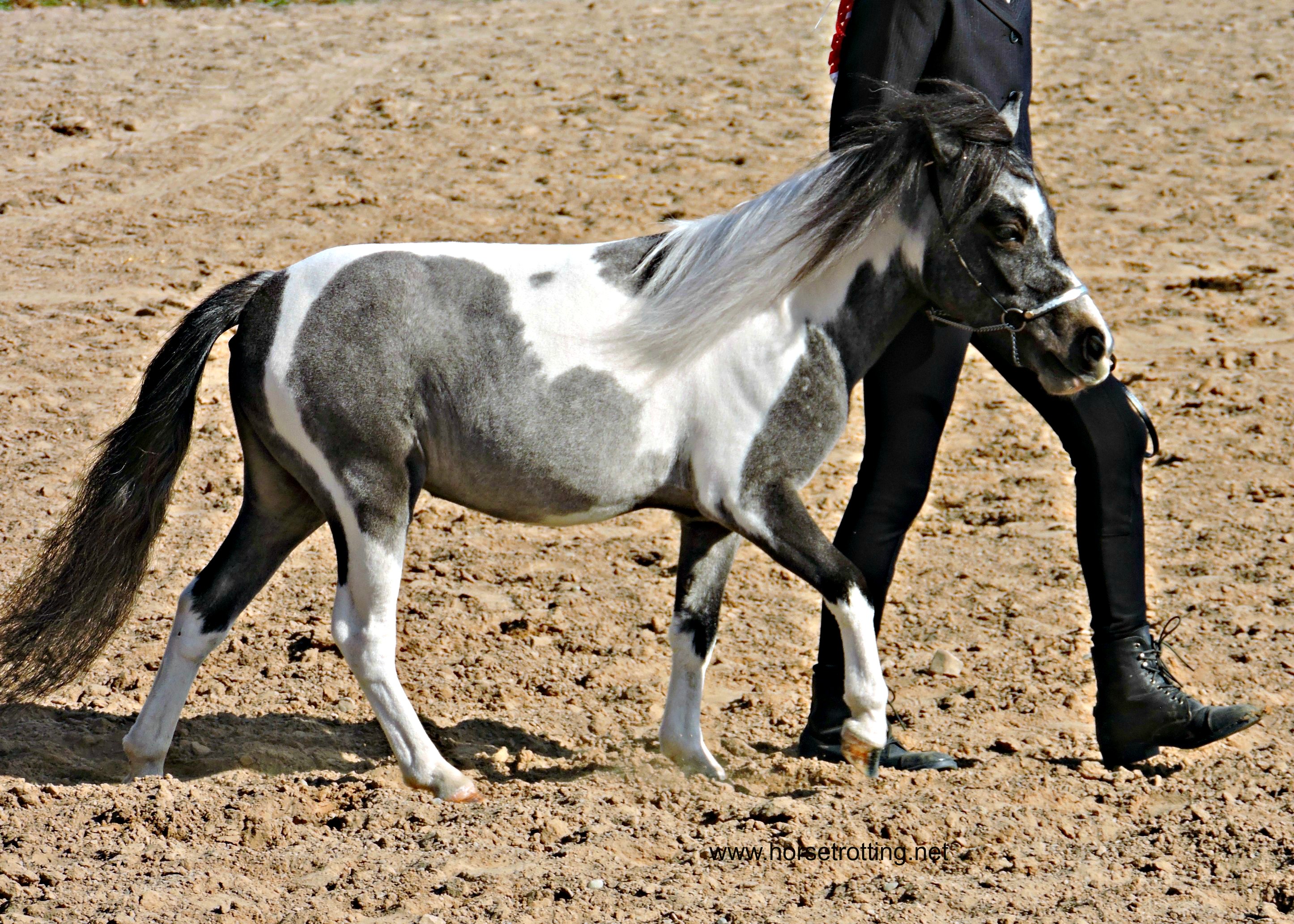 Fall Fair MIniature Horse Judging Competition