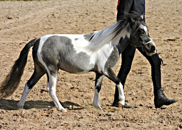Fall Fair MIniature Horse Judging Competition