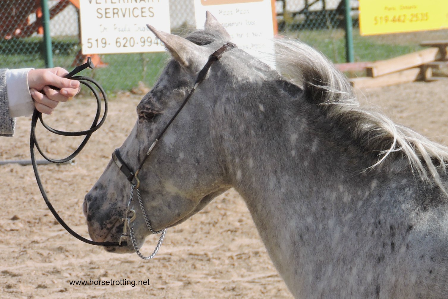 Fall Fair MIniature Horse Judging Competition