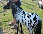 Fall Fair MIniature Horse Judging Competition