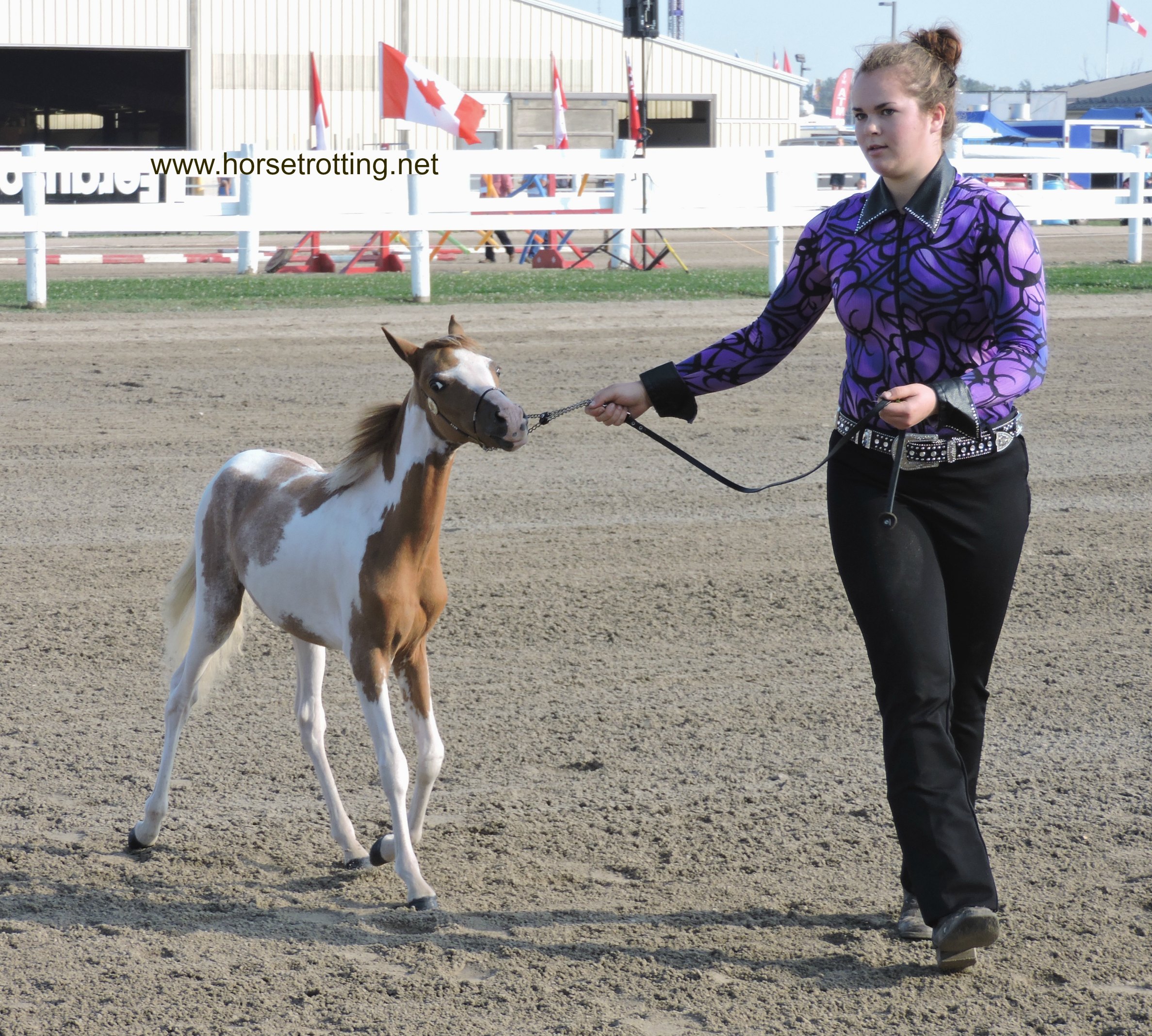 Fall Fair MIniature Horse Judging Competition