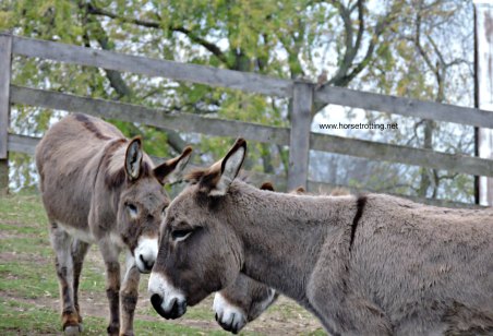 donkeys at Donkey Sanctuary of Canada horsetrotting.net