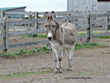 donkey at Donkey Sanctuary of Canada horsetrotting.net