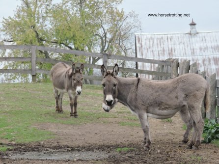 donkeys at Donkey Sanctuary of Canada horsetrotting.net