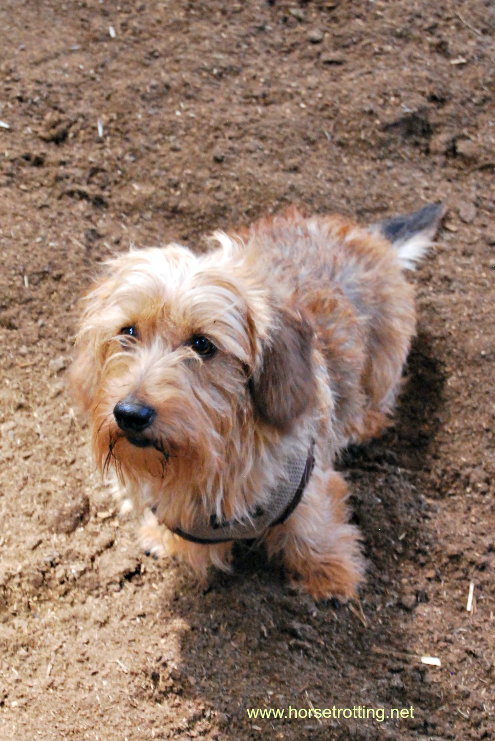 dog at Hollandsche Manege Riding School in Amsterdam, Holland