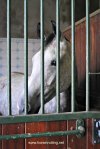 horse at Hollandsche Manege Riding School in Amsterdam, Holland