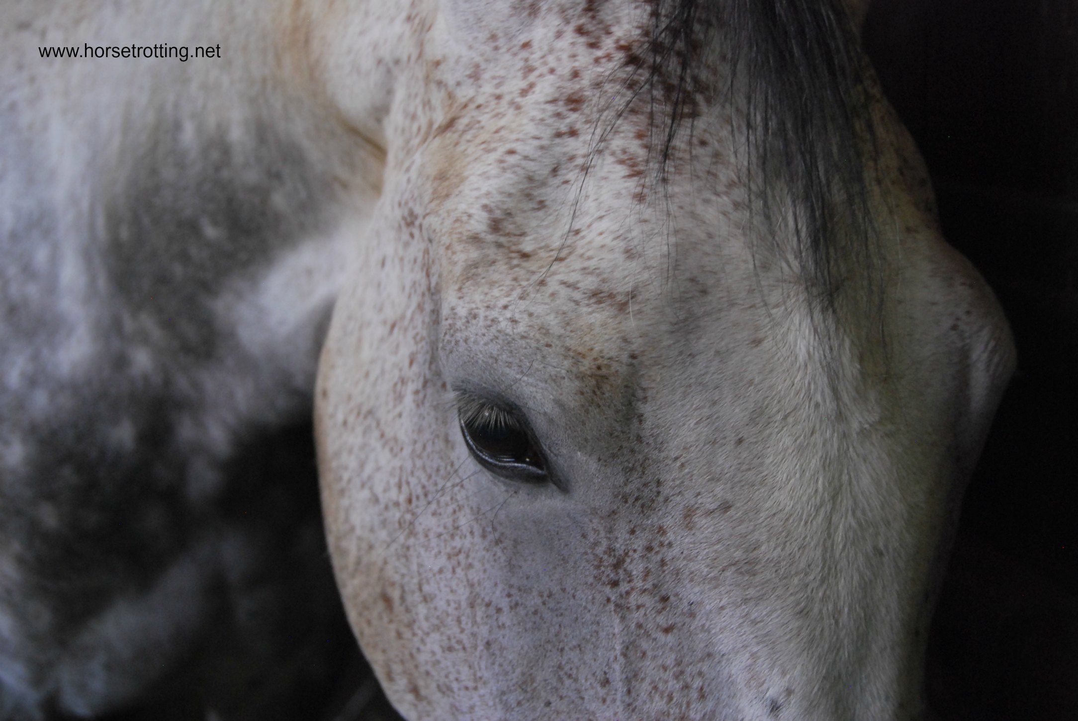 horse at Hollandsche Manege Riding School in Amsterdam, Holland