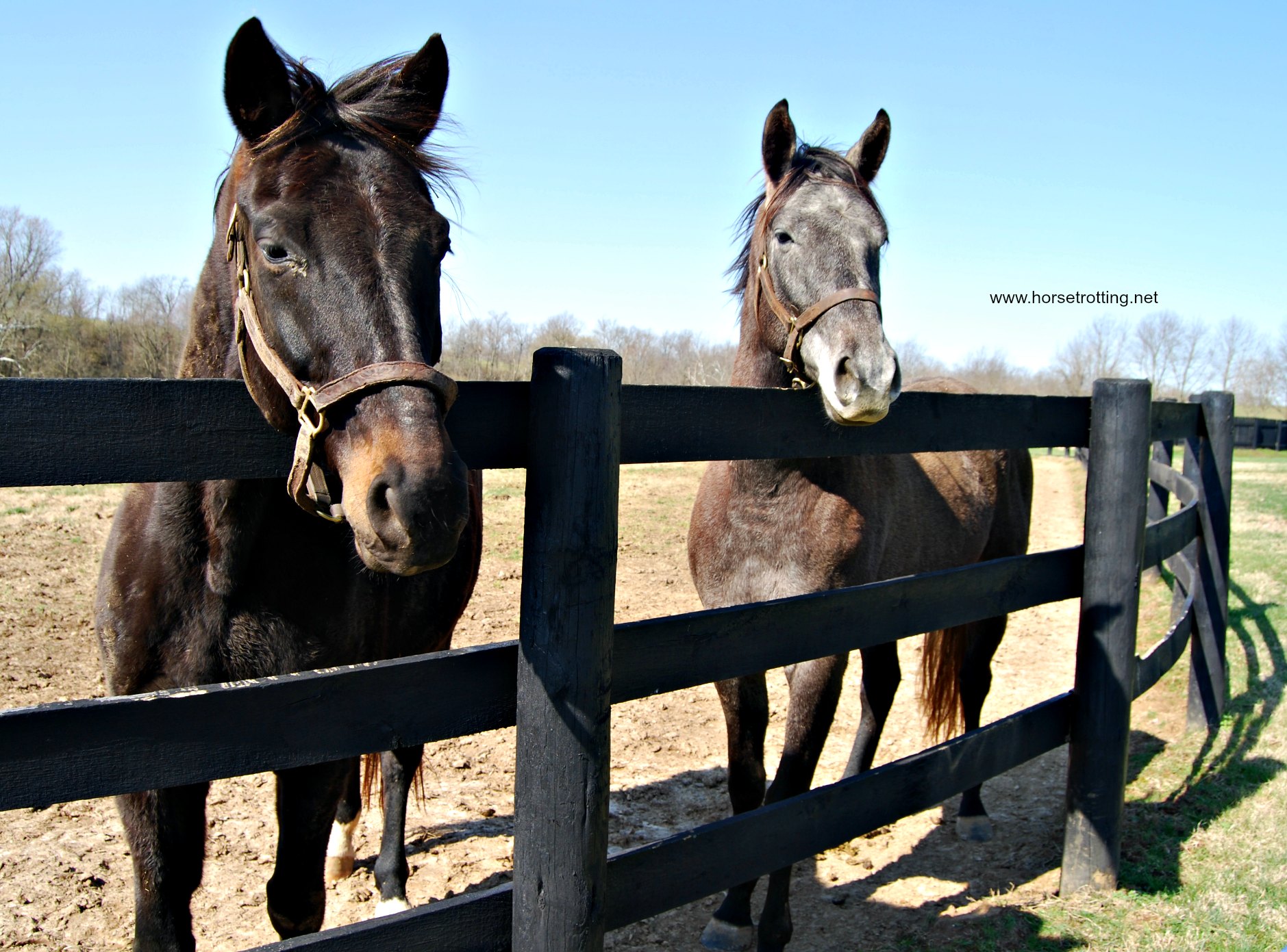 thoroughbred horses in a paddock at Saxony Farms, Lexington, Kentucky