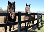 thoroughbred horses in a paddock at Saxony Farms, Lexington, Kentucky