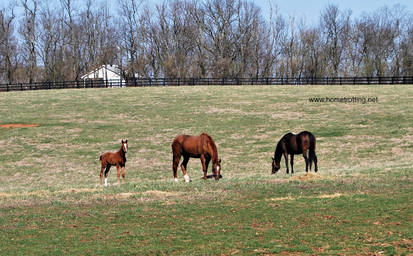 thoroughbred horses in a field at Saxony Farms, Lexington, Kentucky